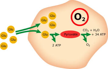 useful tips metabolites fig 1