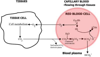 Figure 2a