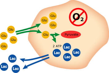 Useful tips metabolites fig 2