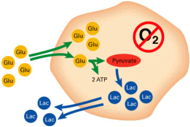 Anaerobic metabolism of glucose