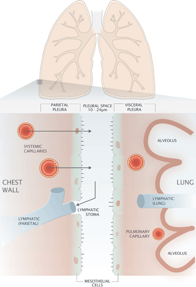 FIGURE 1: Diagrammatic representation of the pleura