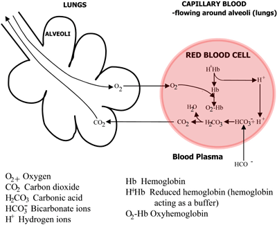 Figure 2b