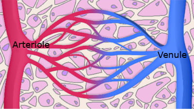 Figure 1: Capillary Network