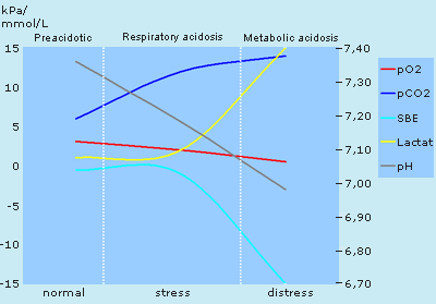 Courses of pO2, pCO2, pH, SBE and lactate in the three periods 